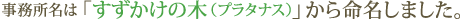 事務所名は「すずかけの木（プラタナス）」から命名しました。